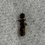 指でこすったため一部潰れていますが・・・